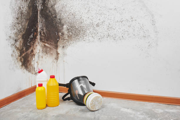 Best Mold Cleaning Services  in Summerside, OH