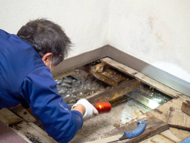 Best Home Mold Removal  in Summerside, OH