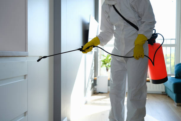 Trusted Summerside, OH Mold Removal Experts