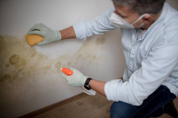 Best Commercial Mold Removal  in Summerside, OH