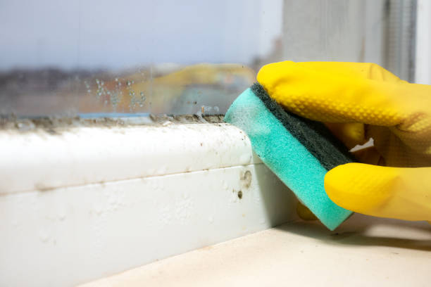 Best Black Mold Removal  in Summerside, OH