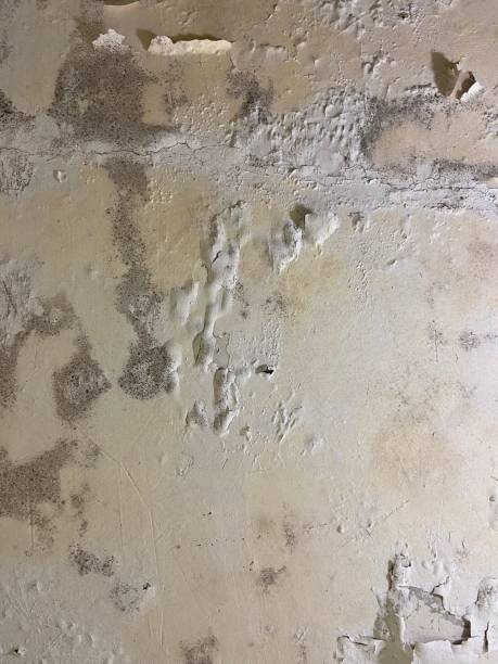 Best Mold Remediation Services  in Summerside, OH