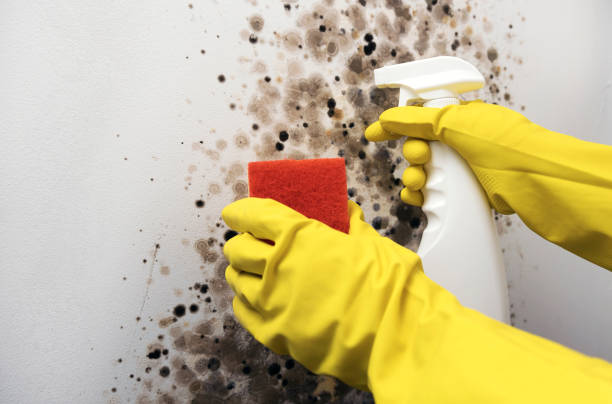Best Crawl Space Mold Removal  in Summerside, OH