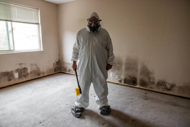 Best Mold Remediation  in Summerside, OH