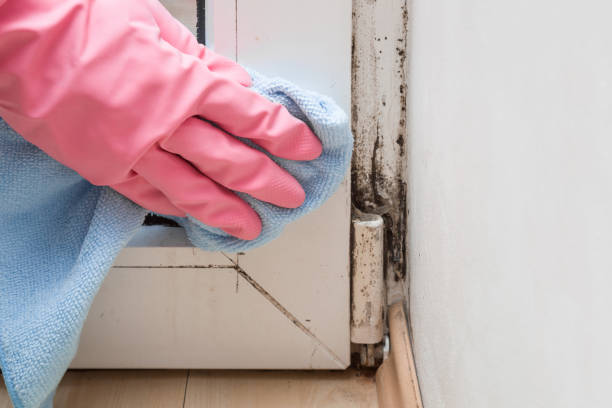 Best Best Mold Removal Companies  in Summerside, OH